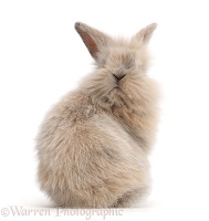 Young rabbit looking over her shoulder