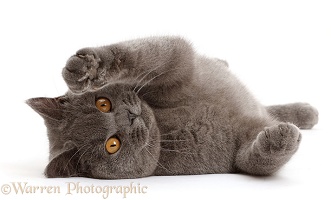 Blue British Shorthair cat lying on his side