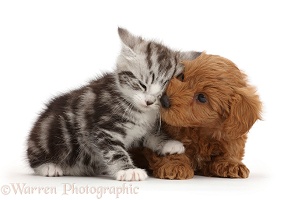 Silver tabby kitten loving Cavapoo puppy