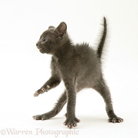 Alarmed blue kitten in defensive posture, ready to strike