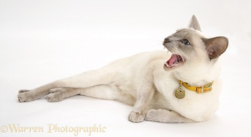 Siamese-cross cat hissing