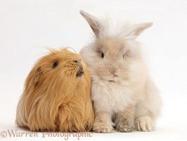 Beige bunny and ginger Guinea pig