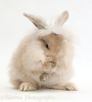 Beige fluffy bunny grooming
