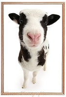 Jacob sheep lamb framed