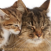 Tabby mother cat and kitten