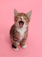 Tabby kitten yawning on pink background