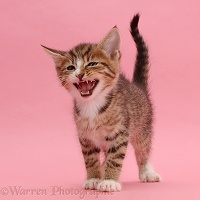 Tabby kitten meowing on pink background