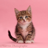 Tabby kitten sitting on pink background
