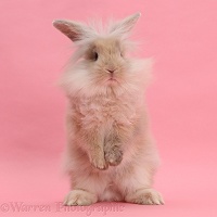 Fluffy bunny standing on pink background