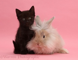 Black kitten and fluffy bunny