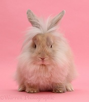 Fluffy bunny sitting on pink background