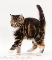 Kittens adopting menacing posture