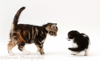 Black-and-white kitten frightened by tabby kitten