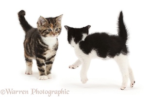 Black-and-white kitten inviting tabby kitten to play