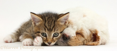 Tabby kitten lounging on sleepy Cockapoo puppy
