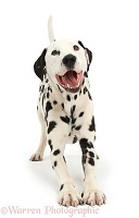 Playful Dalmatian dog