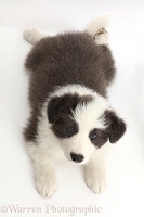 Blue-and-white Border Collie puppy lying looking up