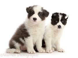 Two Border Collie puppies sitting