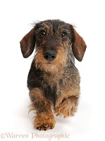 Wire haired Dachshund walking