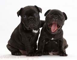 French Bulldog puppies, 5 weeks old