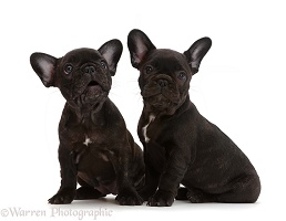 Two French Bulldog puppies, 7 weeks old