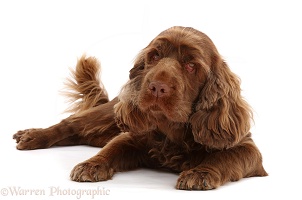 Sussex Spaniel sitting, lying with head up