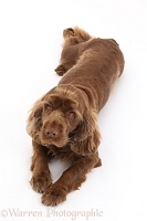 Sussex Spaniel lying down, looking up