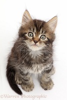 Tabby Persian-cross kitten, sitting and looking up