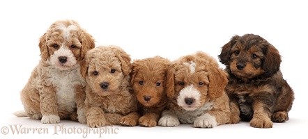 Five F1b Toy Goldendoodle puppies, 7 weeks old