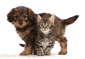 Tabby Persian-cross kitten and Goldendoodle puppy