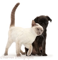 Blue-point kitten rubbing against Platinum Pug puppy