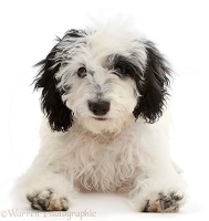 Black-and-white Cockapoo puppy