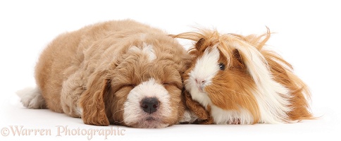 Sleepy Goldendoodle puppy and Guinea pig
