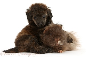 Red merle Toy Poodle pup and shaggy Guinea pig