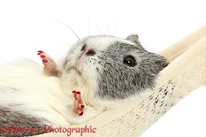 Guinea pig with painted nails, relaxing in a hammock