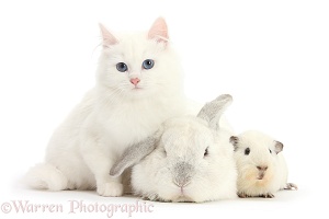 White kitten, white rabbit and white Guinea pig