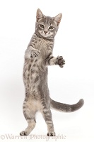 Grey tabby kitten standing up and grasping