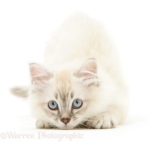 Birman-cross kitten crouched and ready to pounce