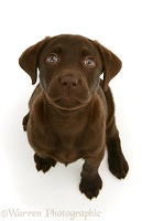 Chocolate Labrador Retriever pup, sitting and looking up