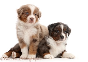 Two Mini American Shepherd puppies