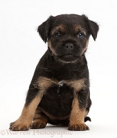 Border Terrier puppy, 5 weeks old