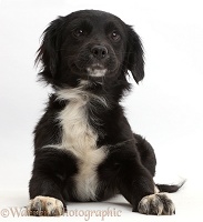 Black-and-white rescue dog puppy