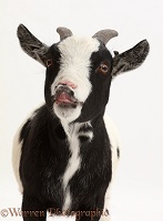 Black-and-white Pygmy Goat flehming
