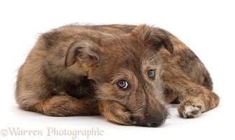 Brindle Lurcher dog puppy lying