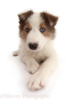 Sable-and-white Border Collie puppy