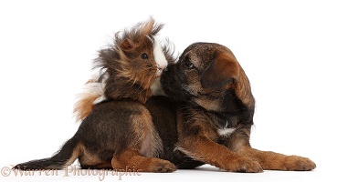 Border Terrier puppy, 8 weeks old, and Guinea pig