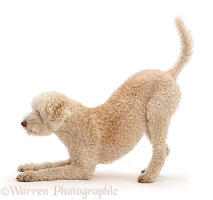 Lagotto Romagnolo dog in play-bow
