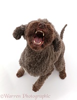 Lagotto Romagnolo dog sitting and barking