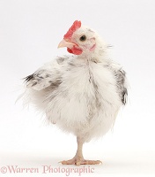Silkie Serama Chicken standing on one leg