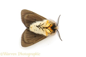 Muslin moth shamming dead